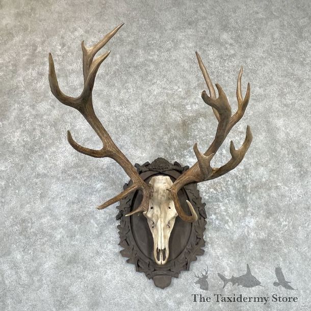 Red Deer Stag Skull Plaque Mount For Sale #26516 @ The Taxidermy Store