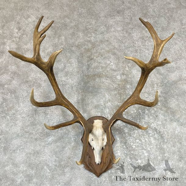 Red Deer Stag Skull Plaque Mount For Sale #26517 @ The Taxidermy Store
