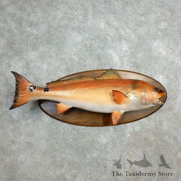 Red Drum Fish Taxidermy Fish Mount For Sale - 17806 - The Taxidermy Store