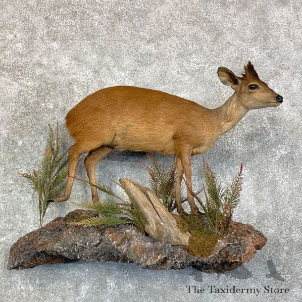 Natal Red Duiker Life-Size Mount For Sale #28870 @ The Taxidermy Store