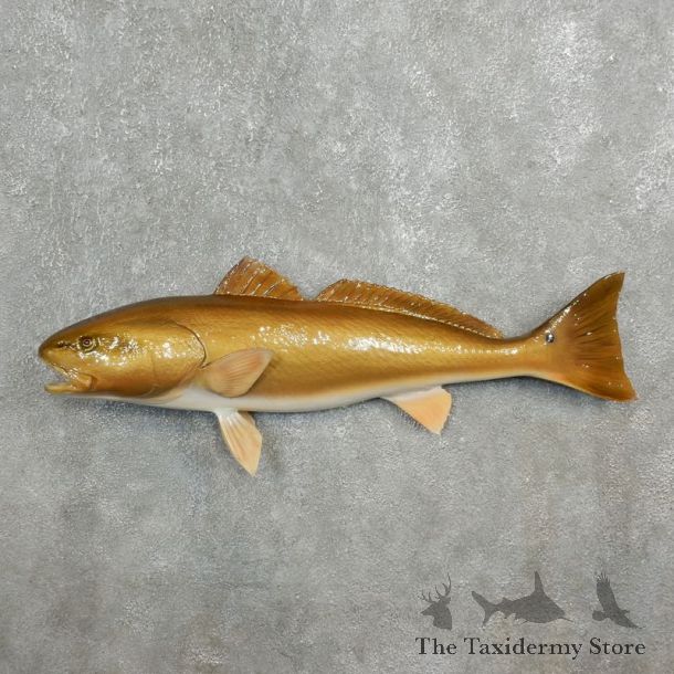 Red Fish Taxidermy Fish Mount For Sale - 17777 - The Taxidermy Store