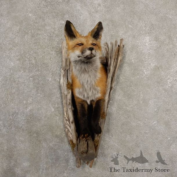 Red Fox Half Life-Size Mount For Sale #20540 @ The Taxidermy Store