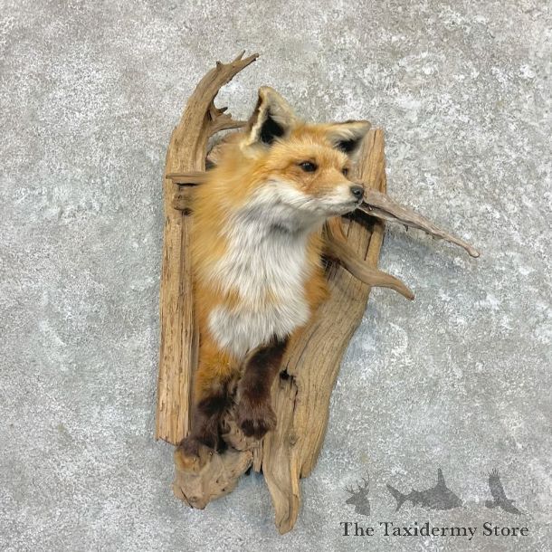 Red Fox Half Life-Size Mount For Sale #27620 @ The Taxidermy Store