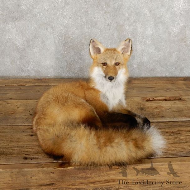 Red Fox Life-Size Mount For Sale #18788 @ The Taxidermy Store