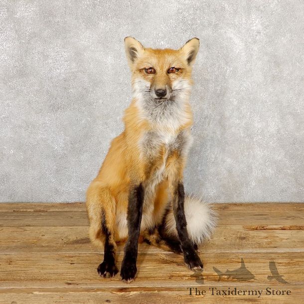 Red Fox Life-Size Mount For Sale #18882 @ The Taxidermy Store