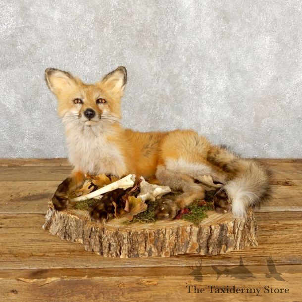 Red Fox Life-Size Mount For Sale #18883 @ The Taxidermy Store