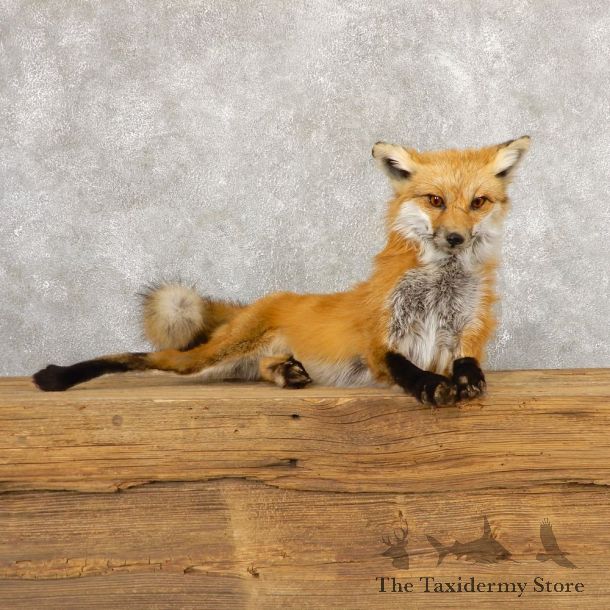 Red Fox Life-Size Mount For Sale #18886 @ The Taxidermy Store