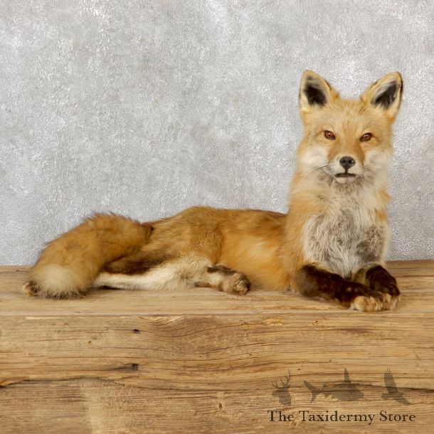 Red Fox Life-Size Mount For Sale #19280 @ The Taxidermy Store
