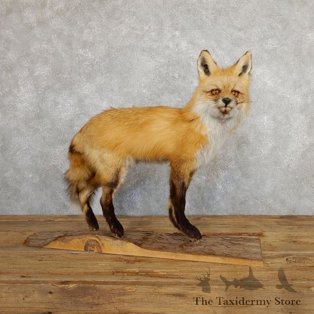 Red Fox Life-Size Mount For Sale #19668 @ The Taxidermy Store