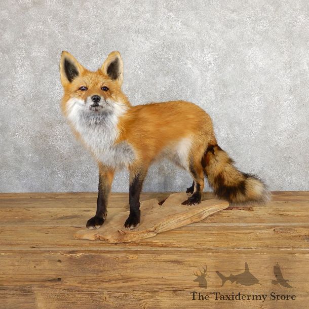 Red Fox Life-Size Mount For Sale #19669 @ The Taxidermy Store