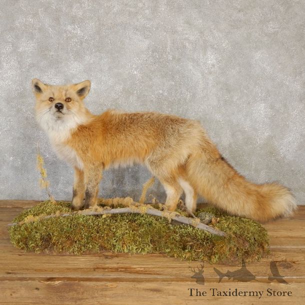 Red Fox Life-Size Mount For Sale #20111 @ The Taxidermy Store