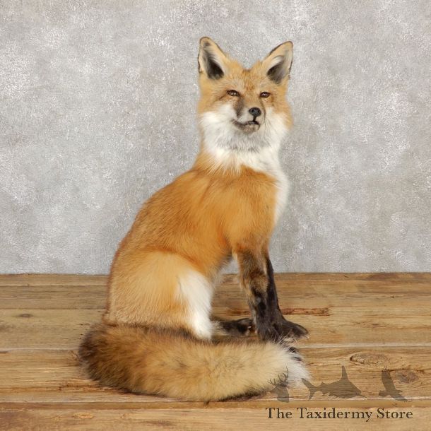 Red Fox Life-Size Mount For Sale #20112 @ The Taxidermy Store
