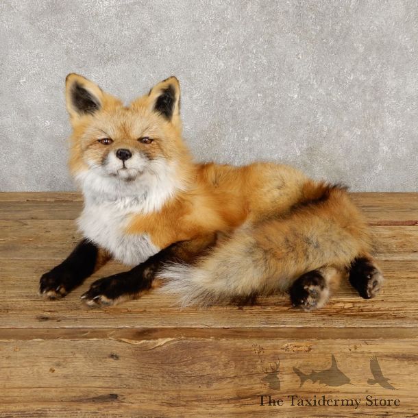 Red Fox Life-Size Mount For Sale #20113 @ The Taxidermy Store