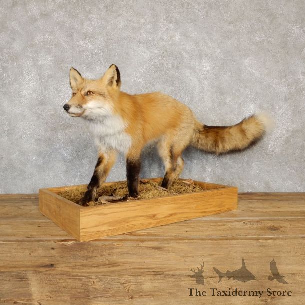 Red Fox Life-Size Mount For Sale #20114 @ The Taxidermy Store