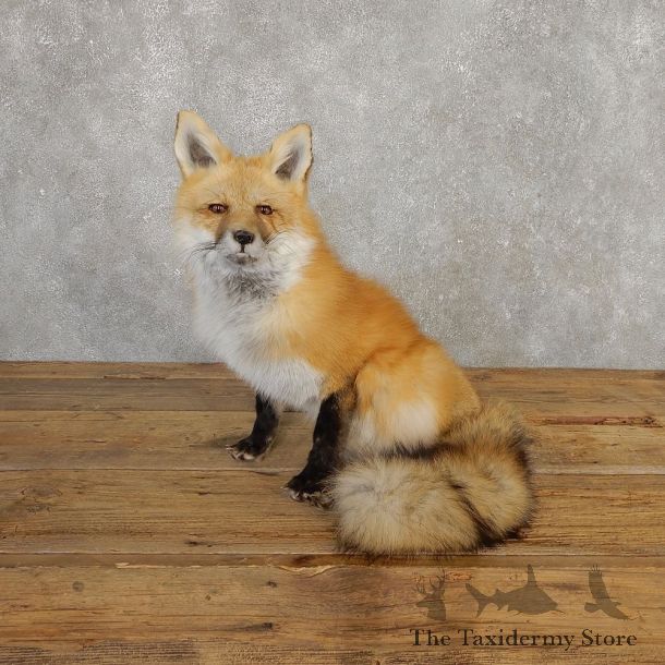Red Fox Life-Size Mount For Sale #20199 @ The Taxidermy Store