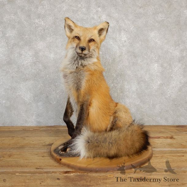 Red Fox Life-Size Mount For Sale #20225 @ The Taxidermy Store