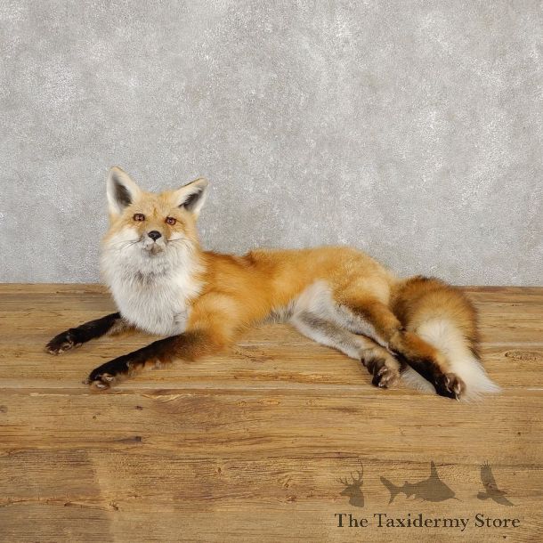 Red Fox Life-Size Mount For Sale #20231 @ The Taxidermy Store