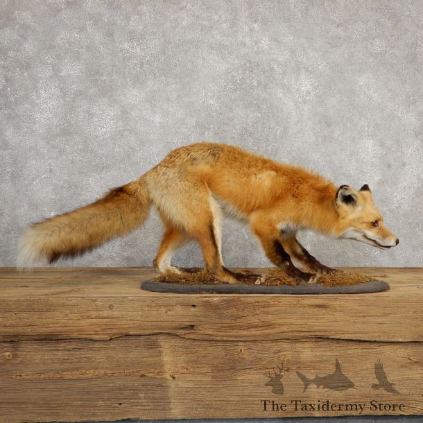 Red Fox Life-Size Mount For Sale #20314 @ The Taxidermy Store