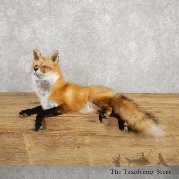 Red Fox Life-Size Mount For Sale #20315 @ The Taxidermy Store