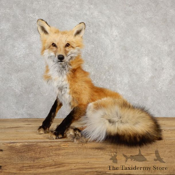 Red Fox Life-Size Mount For Sale #20316 @ The Taxidermy Store