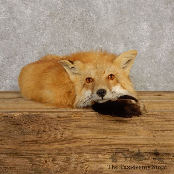 Red Fox Life-Size Mount For Sale #20394 @ The Taxidermy Store