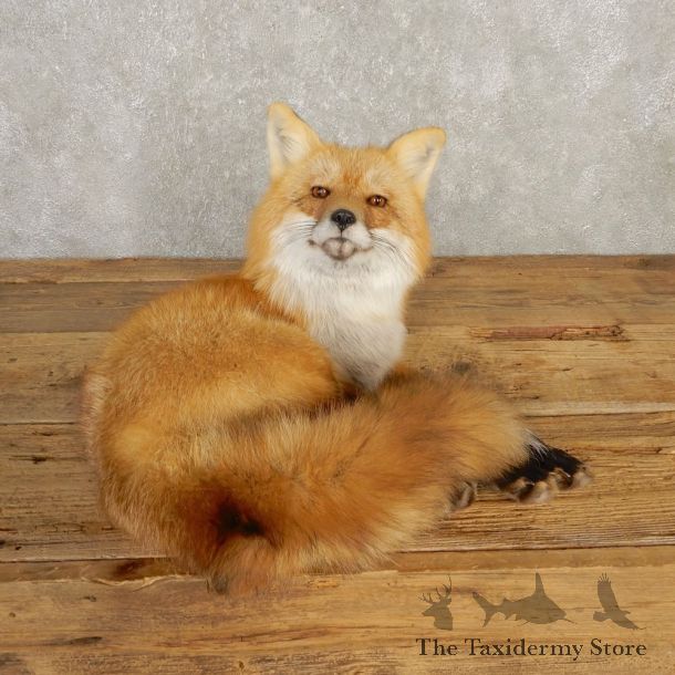 Red Fox Life-Size Mount For Sale #20395 @ The Taxidermy Store