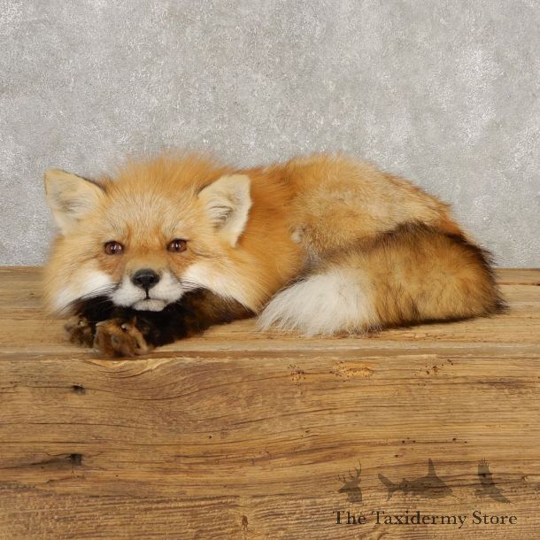 Red Fox Life-Size Mount For Sale #20396 @ The Taxidermy Store
