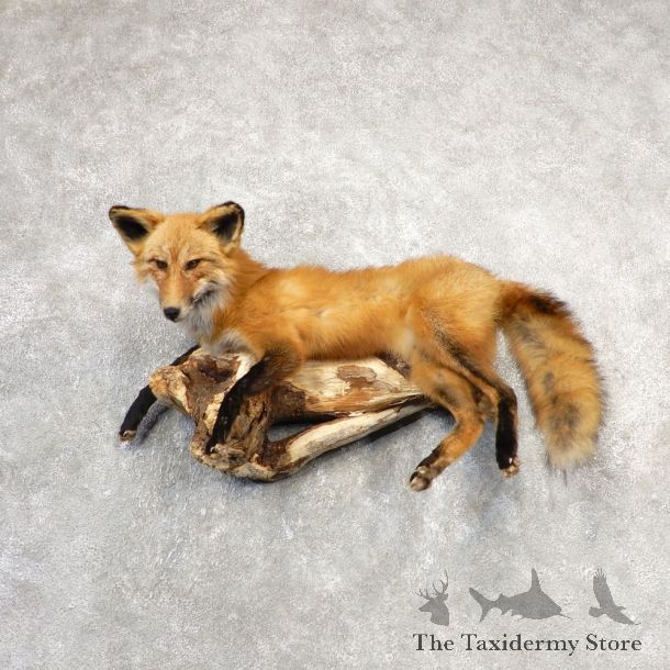 Red Fox Life-Size Mount For Sale #21111 @ The Taxidermy Store