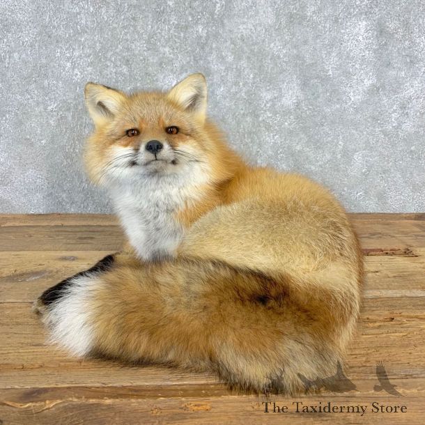 Red Fox Life-Size Mount For Sale #21663 @ The Taxidermy Store