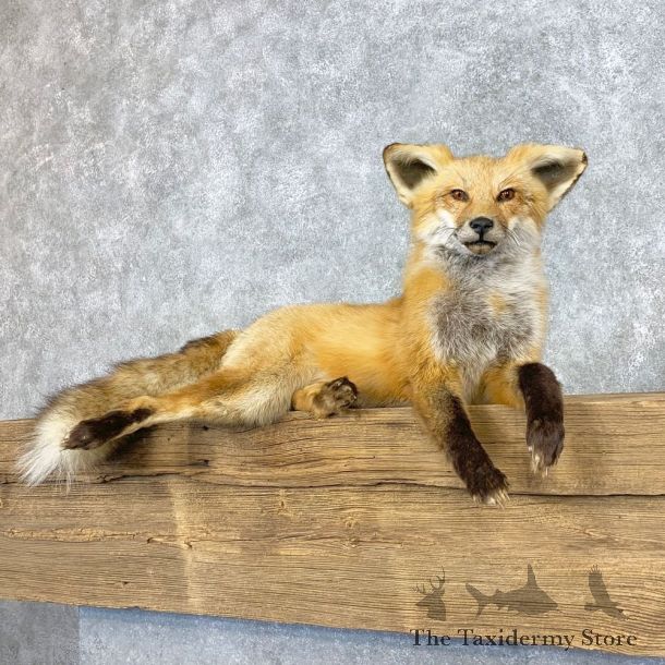 Red Fox Life-Size Mount For Sale #22306 @ The Taxidermy Store