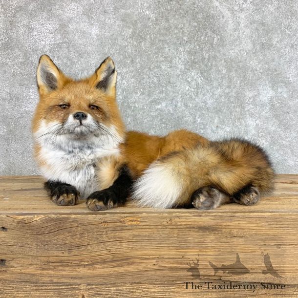 Red Fox Life-Size Mount For Sale #22422 @ The Taxidermy Store