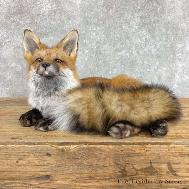 Red Fox Life-Size Mount For Sale #22423 @ The Taxidermy Store