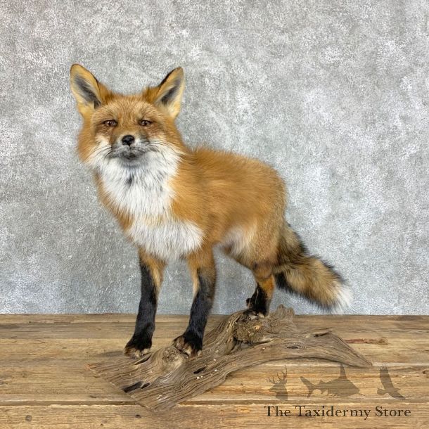 Red Fox Life-Size Mount For Sale #22455 @ The Taxidermy Store