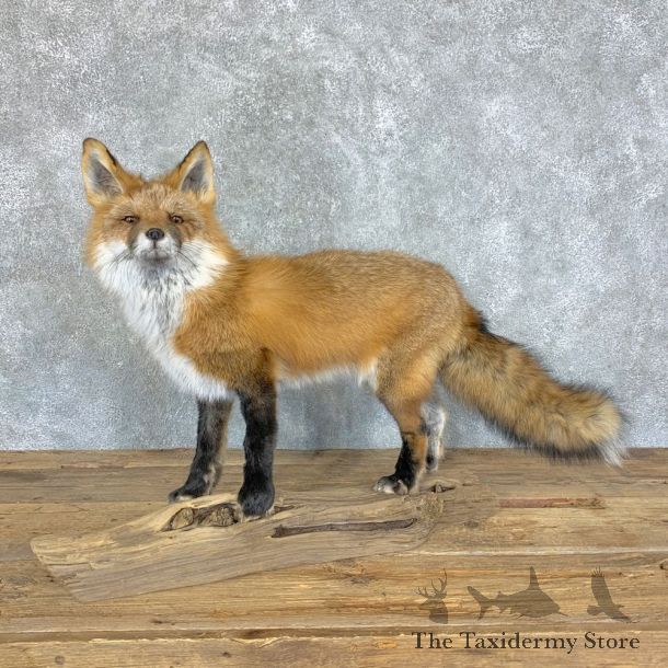 Red Fox Life-Size Mount For Sale #22456 @ The Taxidermy Store