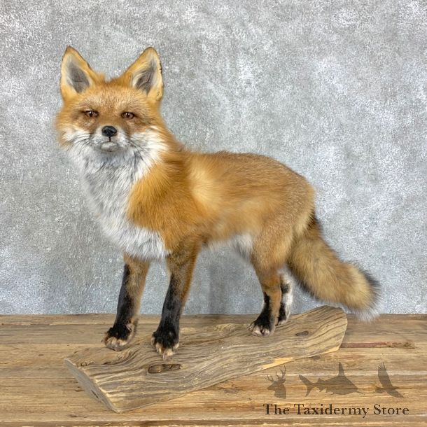 Red Fox Life-Size Mount For Sale #22457 @ The Taxidermy Store