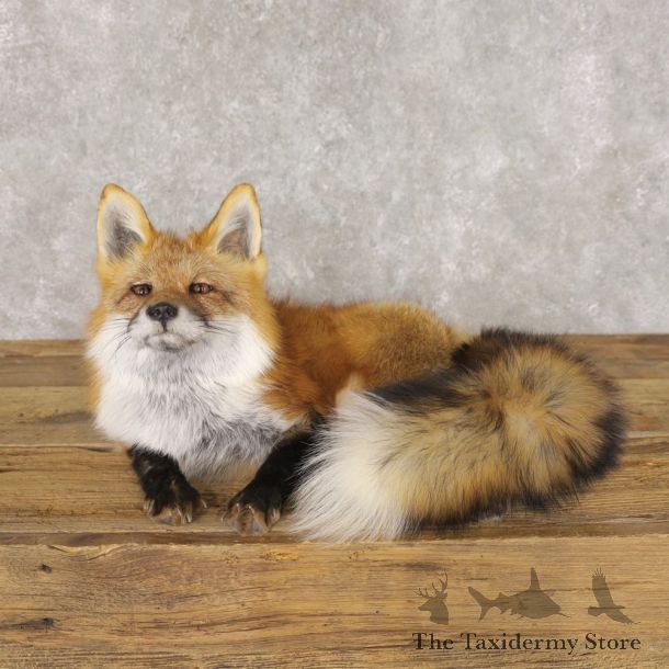 Red Fox Life-Size Mount For Sale #22593 @ The Taxidermy Store