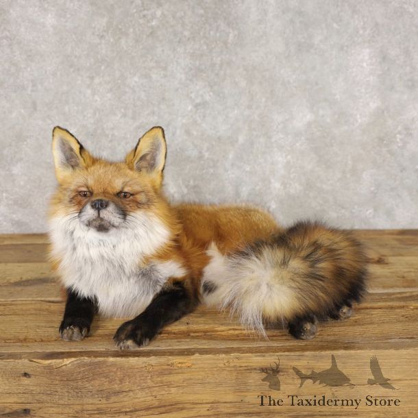 Red Fox Life-Size Mount For Sale #22594 @ The Taxidermy Store
