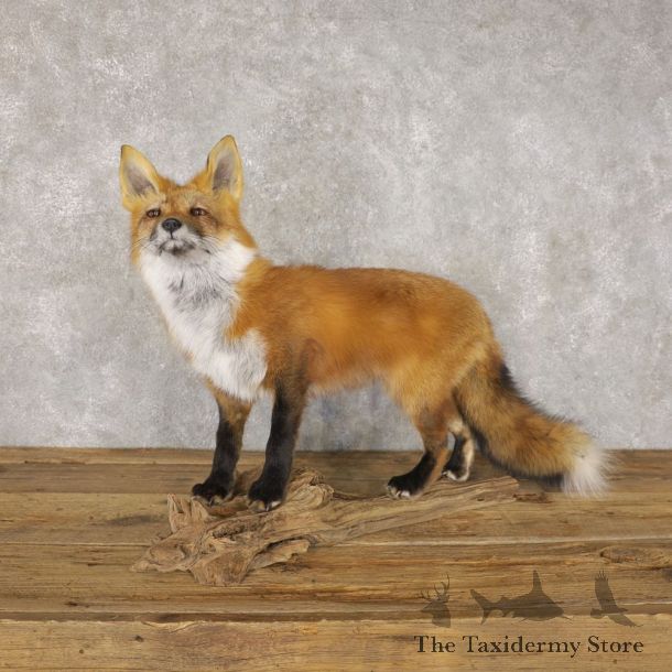 Red Fox Life-Size Mount For Sale #22595 @ The Taxidermy Store