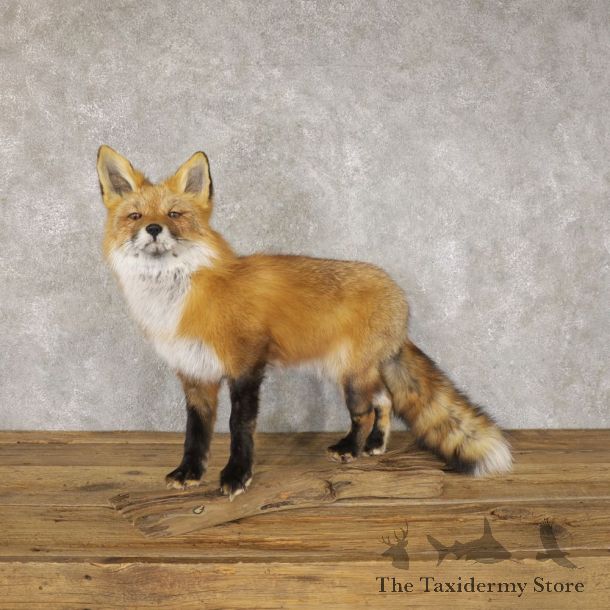 Red Fox Life-Size Mount For Sale #22596 @ The Taxidermy Store