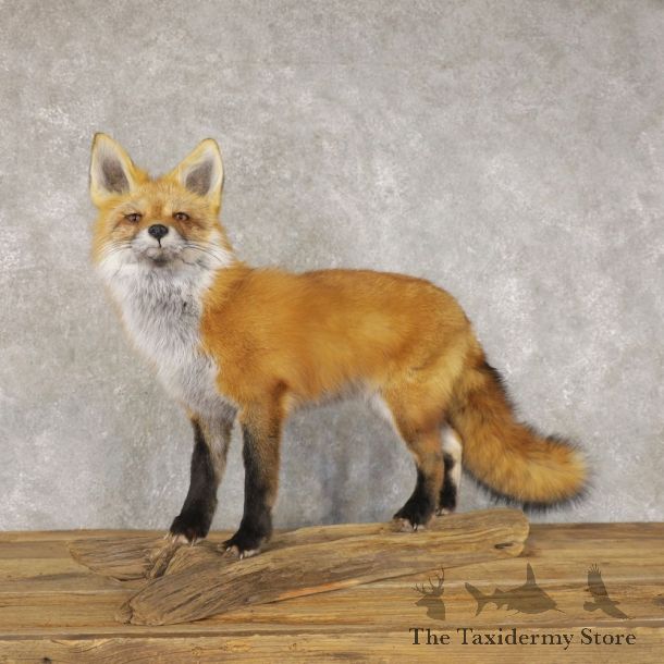 Red Fox Life-Size Mount For Sale #22597 @ The Taxidermy Store