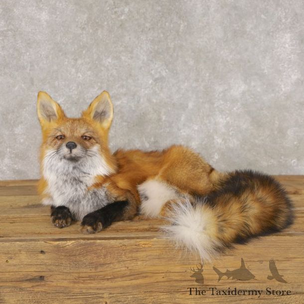 Red Fox Life-Size Mount For Sale #22598 @ The Taxidermy Store