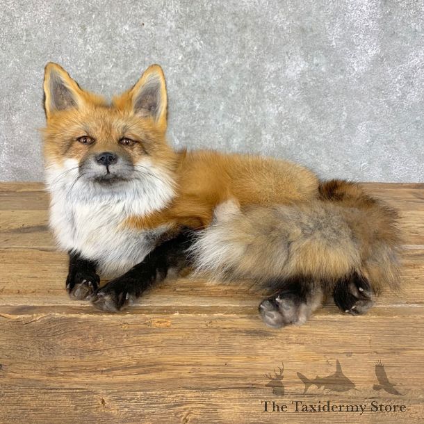 Red Fox Life-Size Mount For Sale #22824 @ The Taxidermy Store