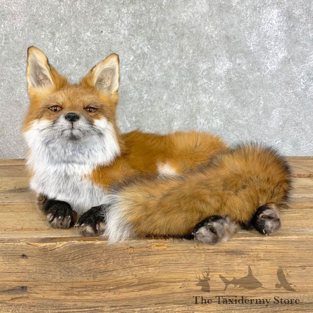 Red Fox Life-Size Mount For Sale #22825 @ The Taxidermy Store