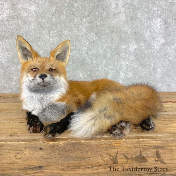 Red Fox Life-Size Mount For Sale #22826 @ The Taxidermy Store