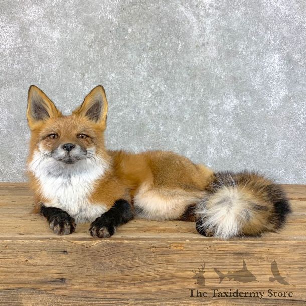 Red Fox Life-Size Mount For Sale #22827 @ The Taxidermy Store