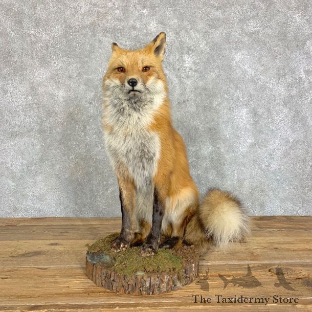 Red Fox Life-Size Mount For Sale #22828 @ The Taxidermy Store