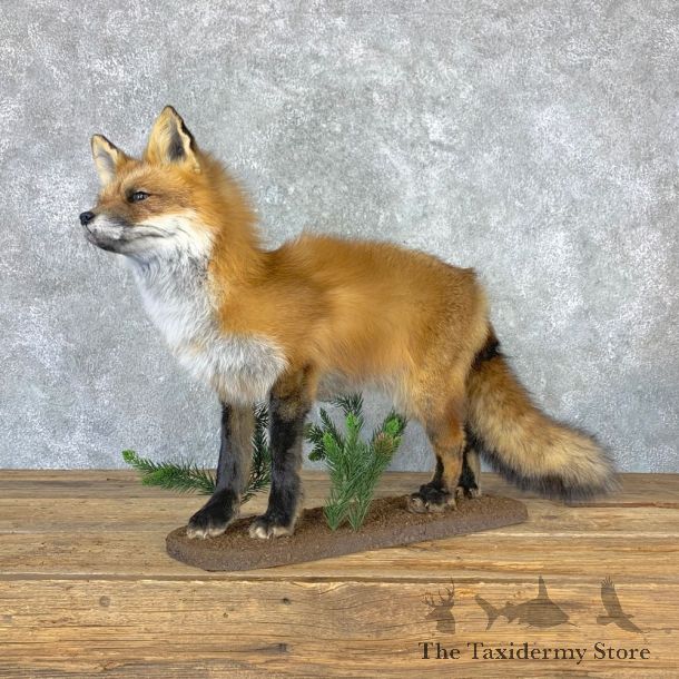 Red Fox Life-Size Mount For Sale #23018 @ The Taxidermy Store