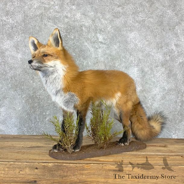 Red Fox Life-Size Mount For Sale #23019 @ The Taxidermy Store