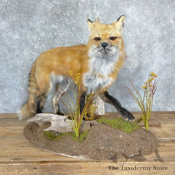 Red Fox Life-Size Mount For Sale #24332 @ The Taxidermy Store