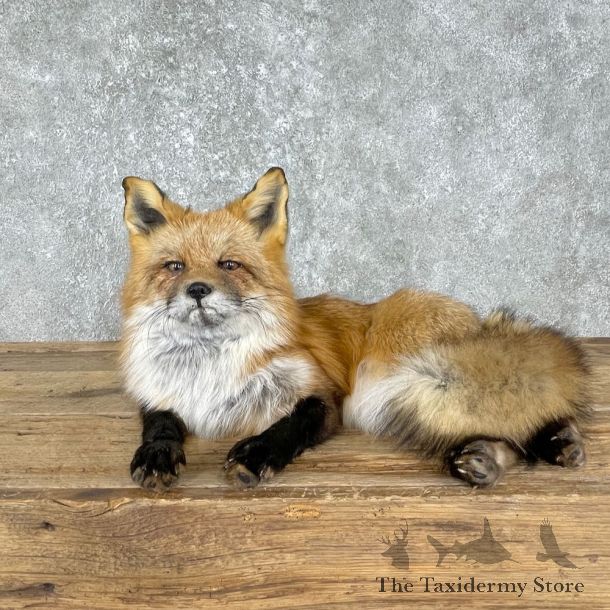 Red Fox Life-Size Mount For Sale #25546 @ The Taxidermy Store